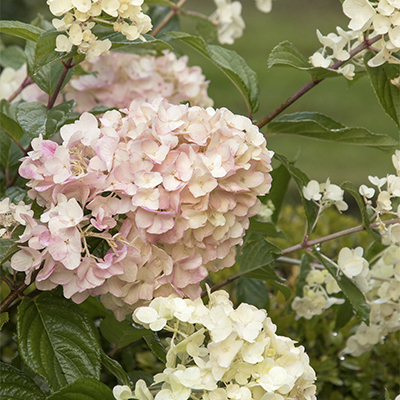 Strawberry Shake™ Hydrangea