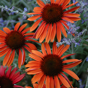 Sundown Big Sky™ Series Coneflower