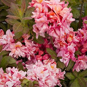 Sunset Pink Azalea