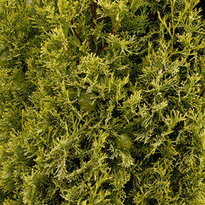 Swane’s Golden Italian Cypress