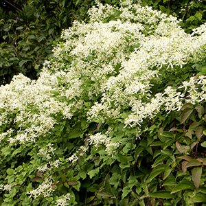 Sweet Autumn Clematis