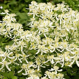 Sweet Autumn Clematis