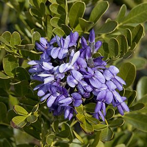 Texas Mountain Laurel