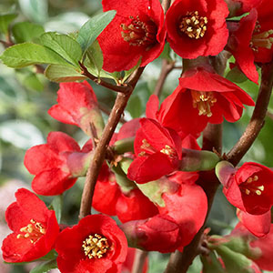 Texas Scarlet Flowering Quince