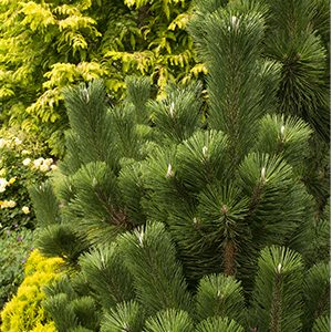 Thunderhead Japanese Black Pine