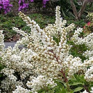 Tiki Lily of the Valley Shrub (Pieris japonica ‘Tiki’)