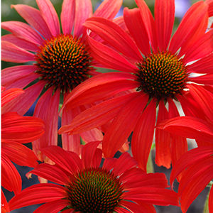 Tomato Soup Coneflower