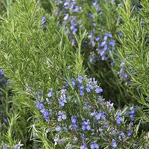 Tuscan Blue Rosemary