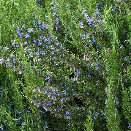 Tuscan Blue Rosemary