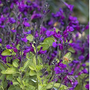 VIBE® Ignition Purple Salvia