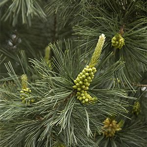 Vanderwolf’s Pyramid Limber Pine