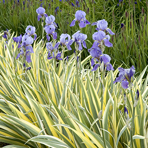 Variegated Sweet Iris