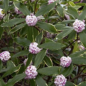 Variegated Winter Daphne (Daphne odora ‘Aureo-marginata’)