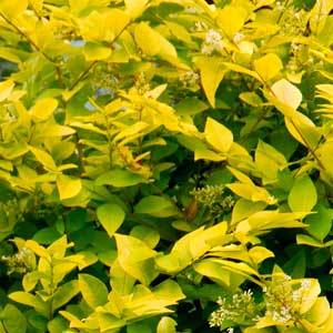 Vicary Golden Privet