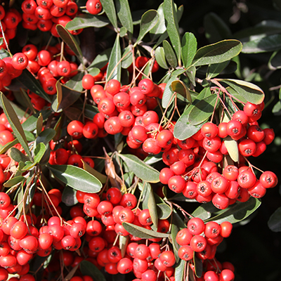 Victory Pyracantha