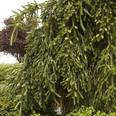 Weeping Norway Spruce