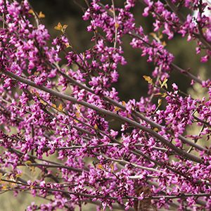 Western Redbud