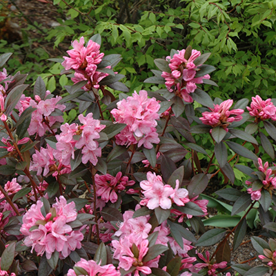 Weston’s Aglo Rhododendron
