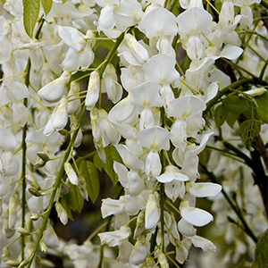 White Japanese Wisteria