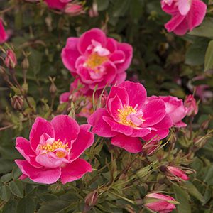 William Baffin Climbing Rose