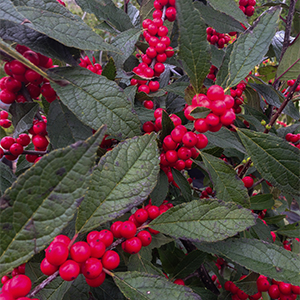 Winter Red Winterberry