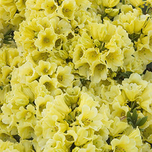 Yellow Petticoats Rhododendron