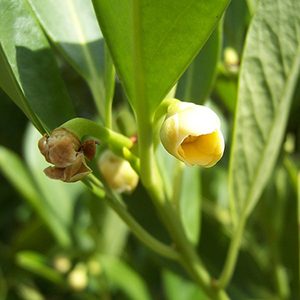 Yellow Anise Tree