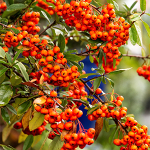 Yukon Belle® Pyracantha