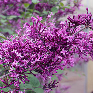 a-Bloomerang-Dark-Purple-Syringa-1-2-150x150@2x