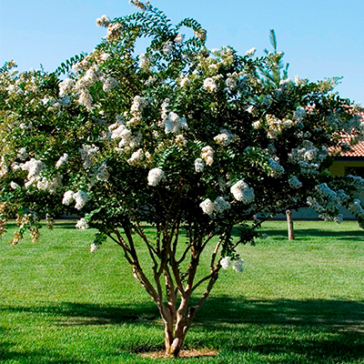 Acoma Crape Myrtle