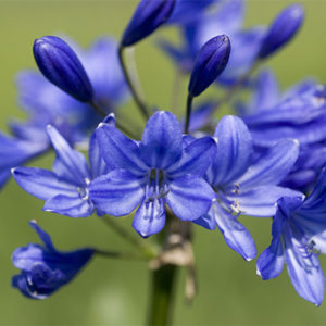 Midnight Blue® Agapanthus