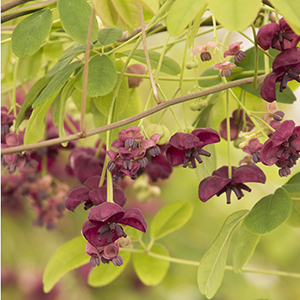 Climbing the walls (and fences, too) with these Vining Plants