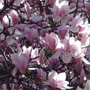 Alexander Magnolia (Magnolia x soulangiana ‘Alexandrina’)