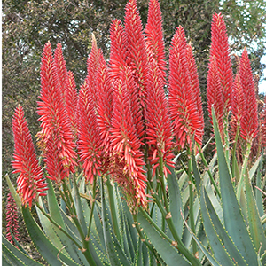 Super Red® Hybrid Aloe
