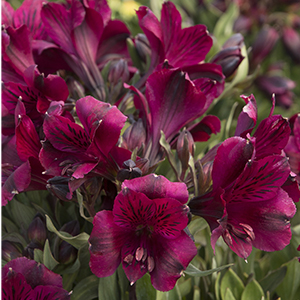 alstroemeria300x300