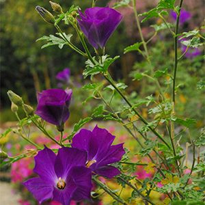 Leon’s Purple Delight™ Lilac Hibiscus (Alyogyne huegelii ‘MonLeon’)