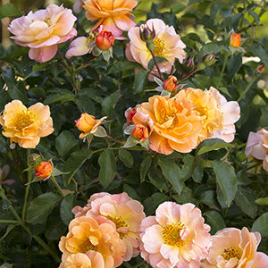 Flower Carpet® Amber Groundcover Rose