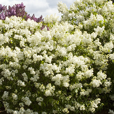 Angel White Lilac