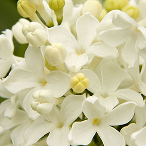 Blue Skies® Lilac, Syringa vulgaris 'Monore', Monrovia Plant