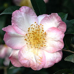 Apple Blossom Camellia