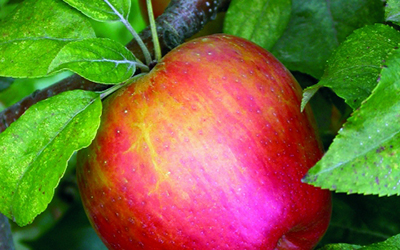 applehoneycrisp400x250