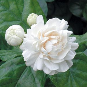 Grand Duke Arabian Jasmine