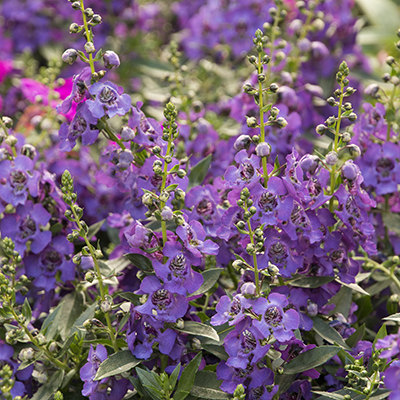 Archangel Summer Snapdragon