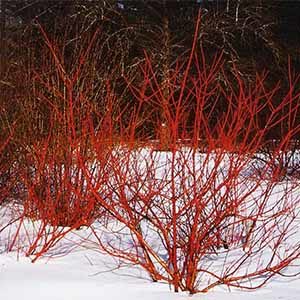 arcticfiredogwood300x300-1-150x150@2x