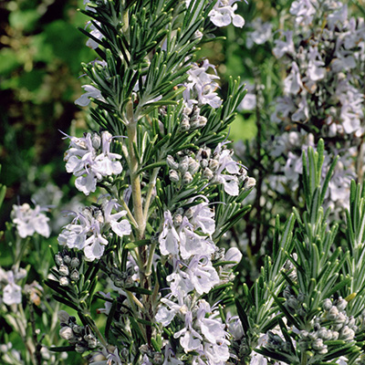 Arp Rosemary