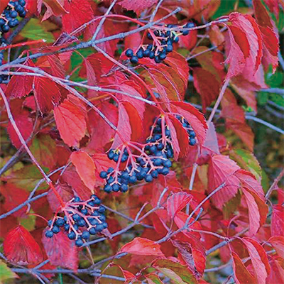 Sparkler® Arrowwood Viburnum