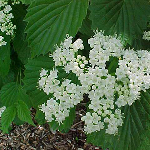 Sparkler® Arrowwood Viburnum