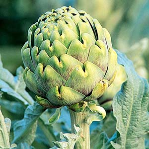 artichoke300x300