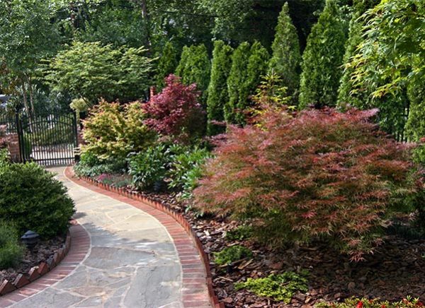 Line of evergreen shrubs