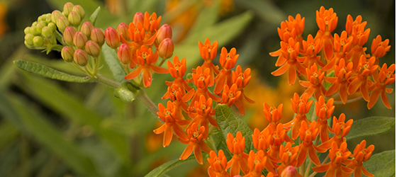 Gay Butterflies Milkweed